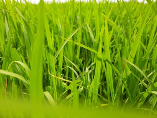 Closeup of grass plant, green rice field in India. Green grass landscape. Green paddy plant.