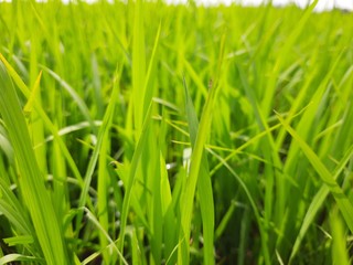 Fototapeta na wymiar fresh green grass, beautiful green rice field in India. Green grass landscape. Green paddy field in India. 