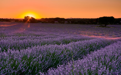 Fototapeta na wymiar Sunset at lavender fields in Brihuega