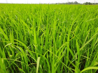 green rice field, beautiful green rice field in India.  Green grass landscape.  Green paddy field in India. 