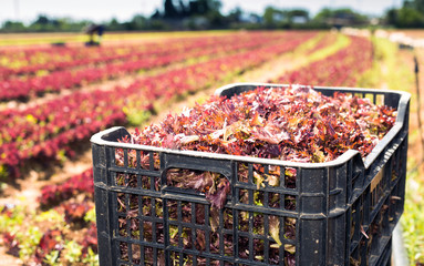 Closeup of plastic box with freshly harvested organic red lettuce on vegetable farm. Harvest time