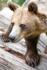 Close up portrait of a brown bear, standing on a dead tree trunk and looking sideways