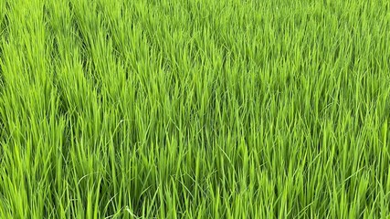 Obraz premium 夏の田舎の田んぼに成長している稲の風景