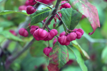 A beautiful green bush with red berries in the early fall.