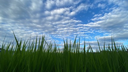 夏の田舎の田んぼに成長している稲の風景