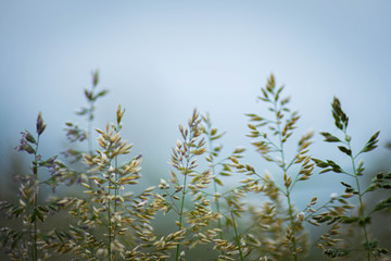 Fluffy grass stalks