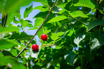 Red cherry berries hanging on a branch under the sun