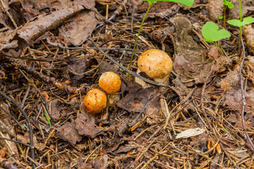 Small mushrooms make their way from under the leaves in the forest