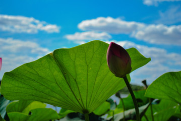 green leaves against blue sky