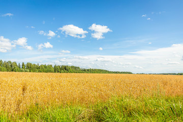 wheat field and blue sky