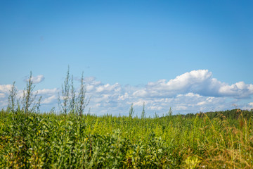 Fototapeta premium Green grass field and blue sky with beautiful clouds