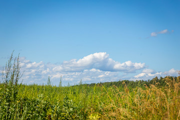 Fototapeta na wymiar Green grass field and blue sky with beautiful clouds