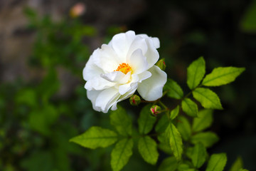 Obraz na płótnie Canvas White rose flower in the garden close-up.