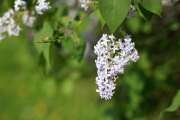 Lilac flowers on a branch