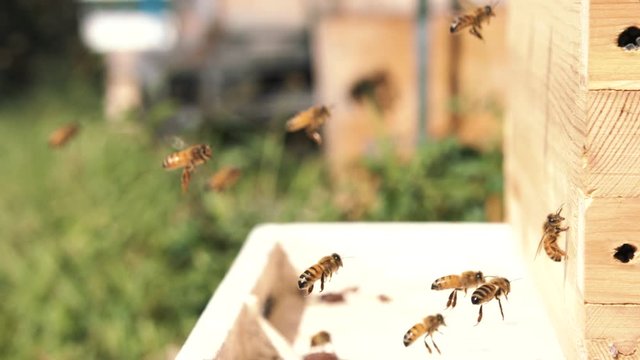 Bees flying at 120fps to Beehive