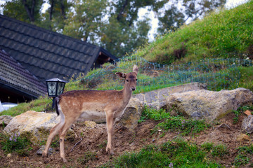 A beautiful spotted small deer stands on a hill.