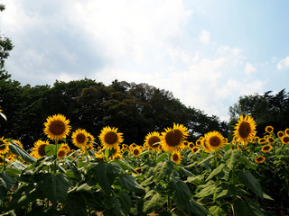 向日葵と青空