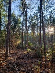 Obraz premium forest in autumn