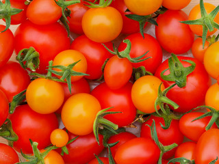 Closeup of home grown tomatoes, varieties Mountain Magic, Tutti Frutti and Sungold