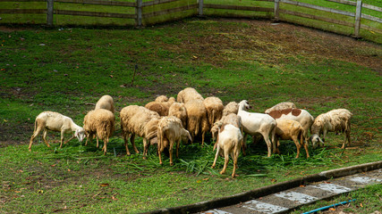 Fototapeta premium Herd of sheep walking on a green meadow