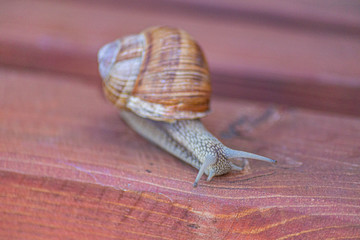 Large snail with protruding eyes close-up