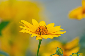 A yellow flower macro