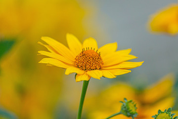 A yellow flower macro
