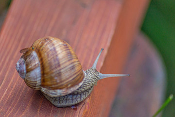 Large snail with protruding eyes close-up