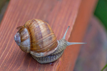 Large snail with protruding eyes close-up