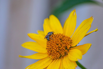 Small wasp on a yellow flower