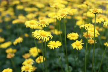 Field of yellow flowers