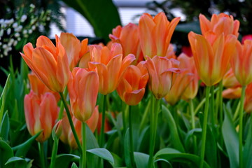Orange yellow tulips bloomed in the spring in the garden. These bulbs are widely used in landscape design.