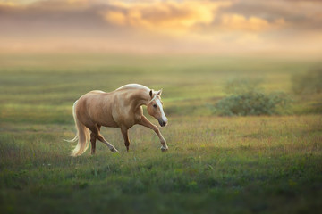 Palomino-Pferd, das bei Sonnenuntergang auf der Wiese trabt