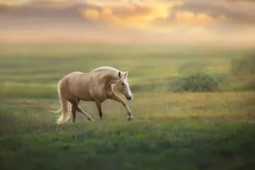 Vlies Fototapete Pferde Palomino-Pferd, das bei Sonnenuntergang auf der Wiese trabt