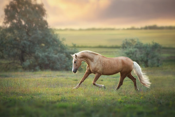 Obraz na płótnie Canvas Palomino horse trotting in meadow at sunset light