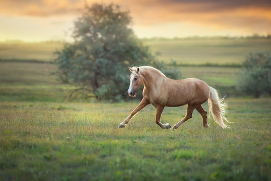 Palomino Horses Wallpaper