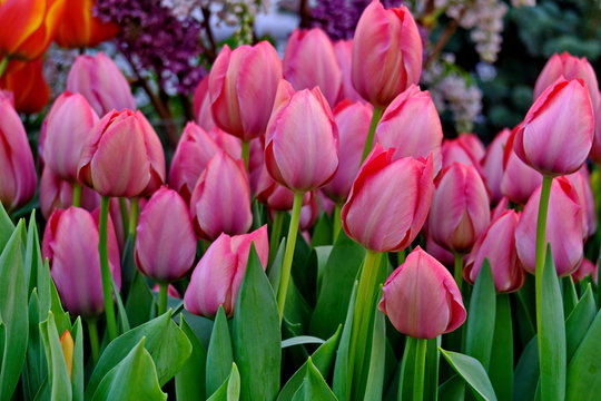 Group of colorful tulip in spring garden. Bright pink tulip photo background. Amazing spring concept and background.
