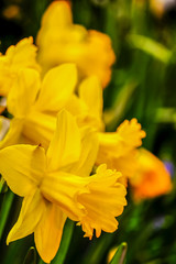 Yellow narcissus are fragrant first spring flowers. Daffodils-decoration of spring parks and squares. Used in landscape design. Close up.