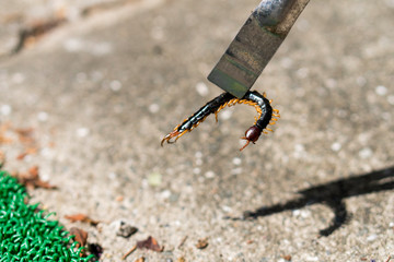 大ムカデの死骸をトングで拾う。