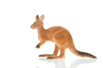 Kangaroo isolated