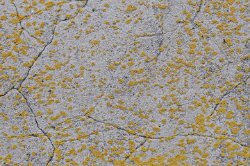 Wall background texture. Gray plaster in cracks with traces of fungus. For design and web design, creating games 3D texturing .