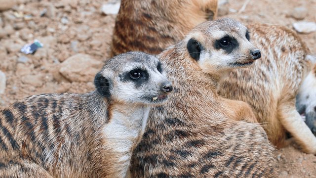 A family of meerkats lies on the sand and looks away