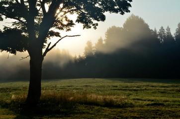Fototapeta na wymiar Landscape early in the morning with the sun behind the tree and morning fog