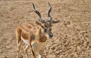 Naklejka na ściany i meble Twisted Horn Antelope. The animal stands on the sand and looks at the camera