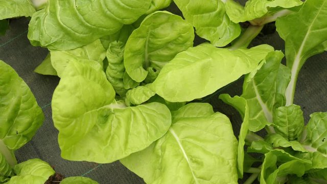 Rotating top down shot of leaf vegetables