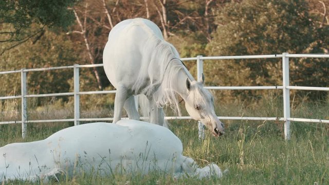 Smooth zoom in of how one horse eats, while another rests on the ground. 4K Pro Res