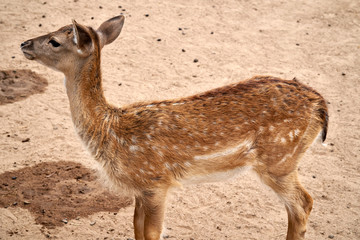 Sika deer, Cervus nippon also known as the spotted deer or the Japanese deer. Little deer stands on the sand