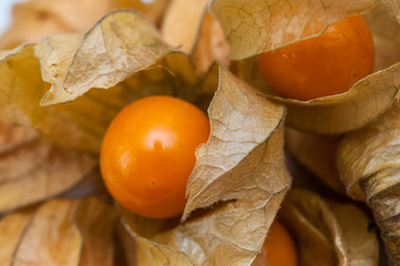 frische Physalis