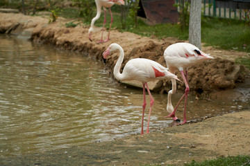 Pink flamingos stand in water on a background of green grass