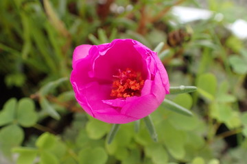 夏の朝の咲き始めたピンクの松葉ボタンの蕾